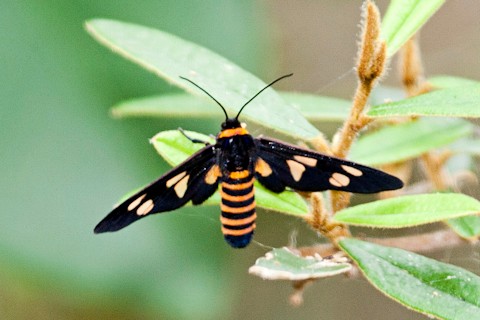 Black-headed Wasp Moth (Eressa angustipenna)